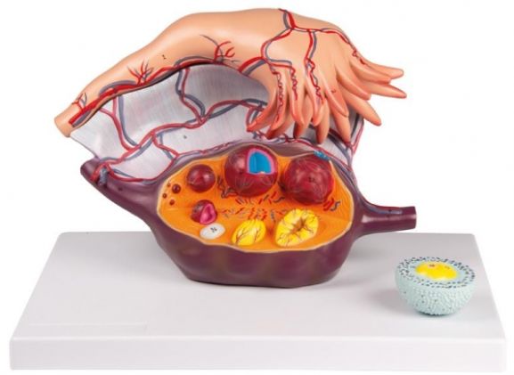 https://jayakelana.id.202-10-43-6.cpanel.site/uploads/product/-l103-ovary-structure-94867df53b95bea_cover.jpg