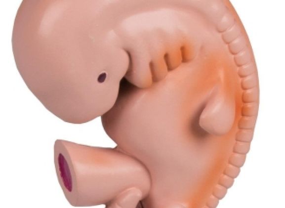 https://jayakelana.id.202-10-43-6.cpanel.site/uploads/product/-l215-human-embryo-4-8702588d1fa5541_cover.jpg