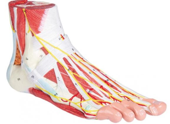 https://jayakelana.id.202-10-43-6.cpanel.site/uploads/product/-m139-anatomy-of-the-806994f8268e685_cover.jpg