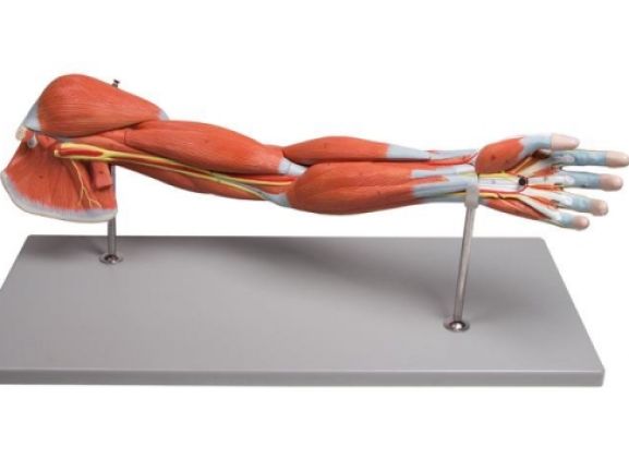 https://jayakelana.id.202-10-43-6.cpanel.site/uploads/product/-m211-arm-muscles-7-part-60910210546c36f_cover.jpg