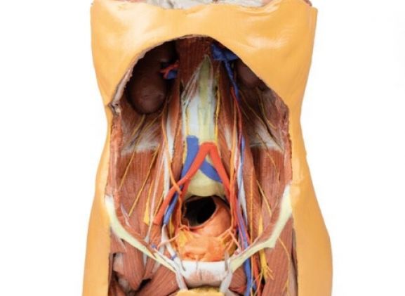 https://jayakelana.id.202-10-43-6.cpanel.site/uploads/product/-mp1300-posterior-abdominal-wall-122572f88492647_cover.jpg