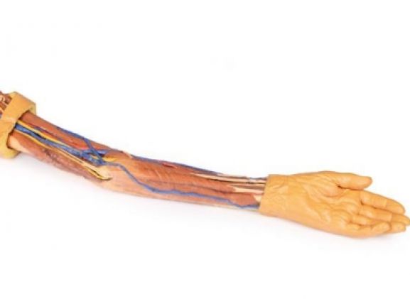 https://jayakelana.id.202-10-43-6.cpanel.site/uploads/product/-mp1500-upper-limb-31059dcd2c281b4_cover.jpg
