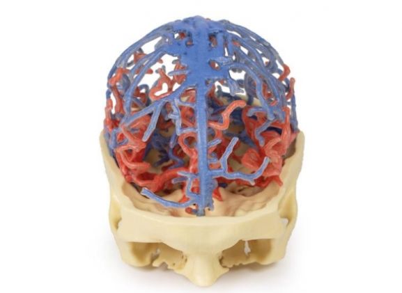https://jayakelana.id.202-10-43-6.cpanel.site/uploads/product/-mp1640-3d-printed-anatomy-5399593a735c862_cover.jpg