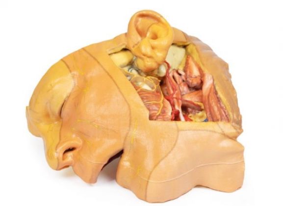 https://jayakelana.id.202-10-43-6.cpanel.site/uploads/product/-mp1660-head-and-neck-529904d08f80369_cover.jpg