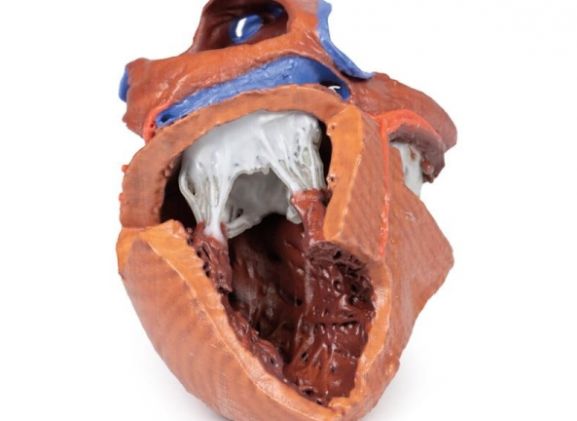 https://jayakelana.id.202-10-43-6.cpanel.site/uploads/product/-mp1715-heart-internal-structures-38792208a973a09_cover.jpg