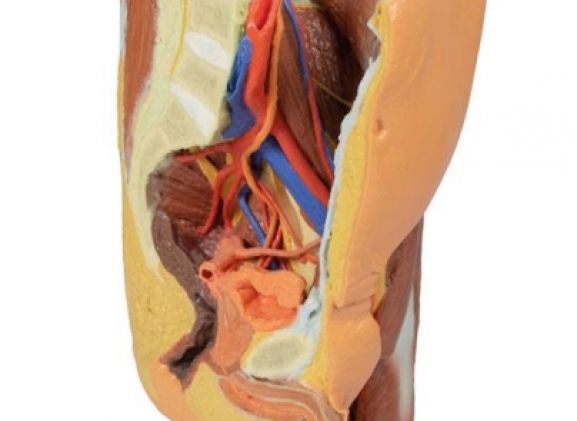 https://jayakelana.id.202-10-43-6.cpanel.site/uploads/product/-mp1765-male-left-pelvis-224391ef800a035_cover.jpg