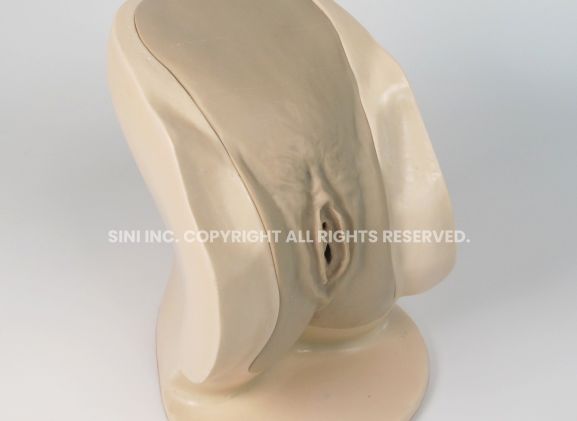 https://jayakelana.id.202-10-43-6.cpanel.site/uploads/product/-p-ctb-02-female-catheterization-trainer-74319ae763b1cc8_cover.jpg