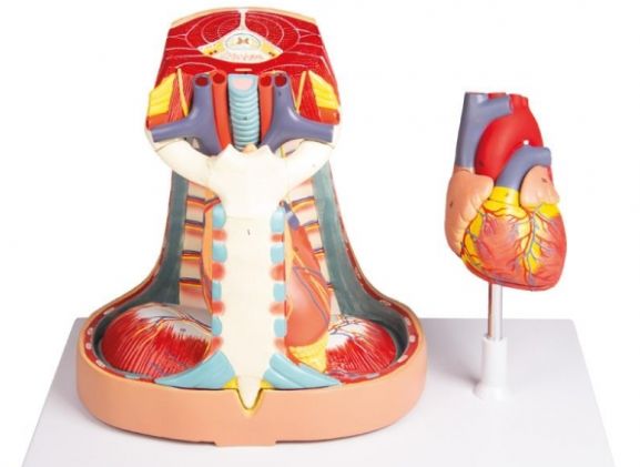 https://jayakelana.id.202-10-43-6.cpanel.site/uploads/product/-v103-mediastinum-life-size-473995830356e86_cover.jpg