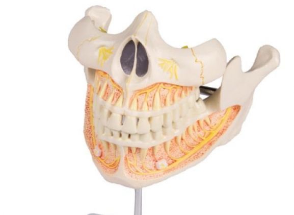 https://jayakelana.id.202-10-43-6.cpanel.site/uploads/product/-v181-permanent-teeth-model-98565eb1b62961e_cover.jpg