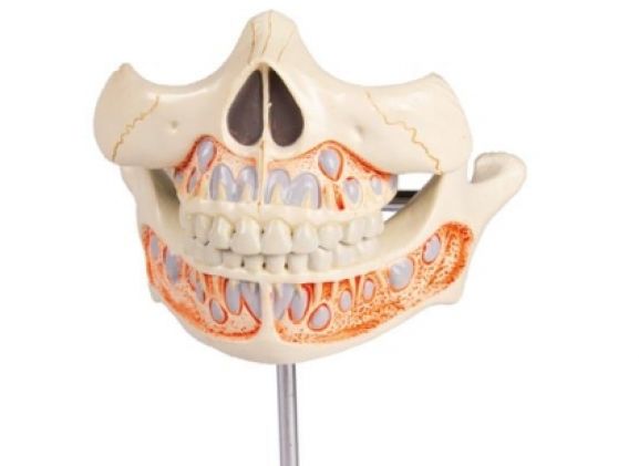 https://jayakelana.id.202-10-43-6.cpanel.site/uploads/product/-v182-decidous-teeth-model-365792990e68a8c_cover.jpg