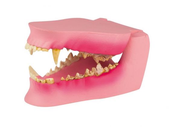 https://jayakelana.id.202-10-43-6.cpanel.site/uploads/product/-vet1194-canine-jaw-healthy-diseased-2576665682ec3f9_cover.jpeg