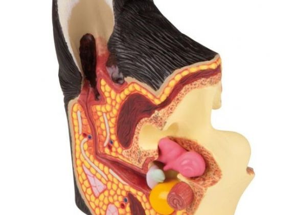 https://jayakelana.id.202-10-43-6.cpanel.site/uploads/product/-vet1210-canine-ear-healthy-diseased-45213164a401280_cover.jpg
