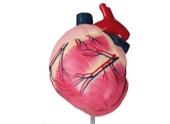 https://jayakelana.id.202-10-43-6.cpanel.site/uploads/product/-vet1250-canine-heart-life-183124181f9fb5f_cover.jpeg
