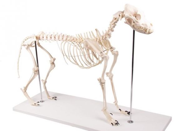 https://jayakelana.id.202-10-43-6.cpanel.site/uploads/product/-vet1700-dog-skeleton-olaf--98585bf4758d6bc_cover.jpg