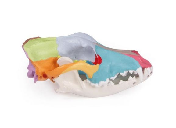https://jayakelana.id.202-10-43-6.cpanel.site/uploads/product/-vet1708-dog-skull-with-403613d7cbd1232_cover.jpg