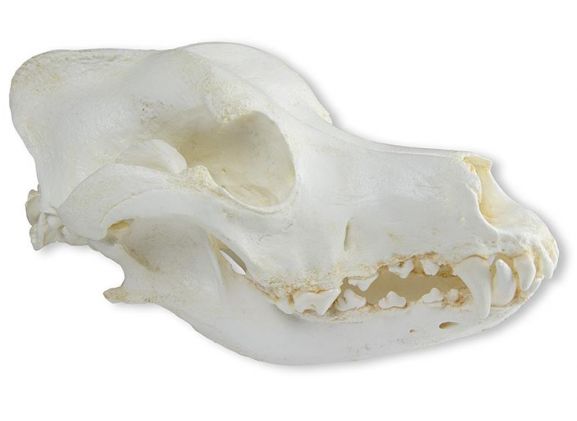 https://jayakelana.id.202-10-43-6.cpanel.site/uploads/product/-vet2015-skull-domestic-dog-german-9646197bbda2801_cover.jpeg