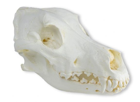 https://jayakelana.id.202-10-43-6.cpanel.site/uploads/product/-vet2020-skull-domestic-dog-great-95634ae18498854_cover.jpeg