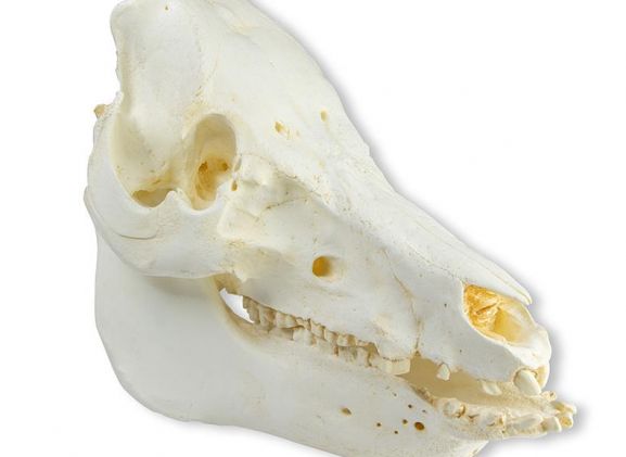 https://jayakelana.id.202-10-43-6.cpanel.site/uploads/product/-vet2035-skull-domestic-pig-51963d098fd3316_cover.jpeg