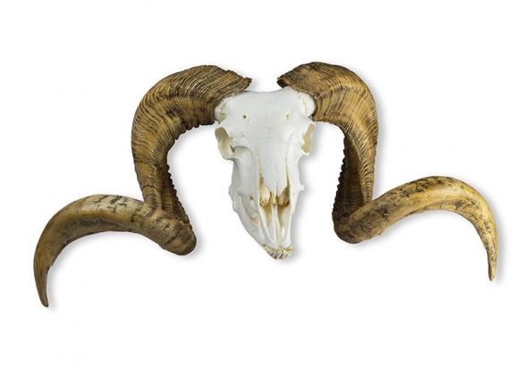 https://jayakelana.id.202-10-43-6.cpanel.site/uploads/product/-vet2040-skull-and-horn-64843a845dabbd2_cover.jpeg