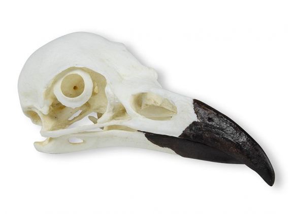 https://jayakelana.id.202-10-43-6.cpanel.site/uploads/product/-vet2055-skull-raven-corvus-65958a437dc9d92_cover.jpeg