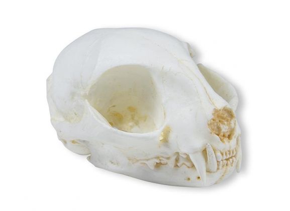 https://jayakelana.id.202-10-43-6.cpanel.site/uploads/product/-vet2060-skull-wild-cat-20560726823b246_cover.jpeg