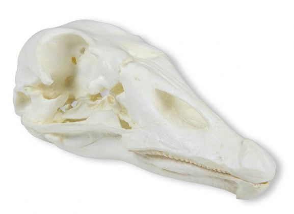 https://jayakelana.id.202-10-43-6.cpanel.site/uploads/product/-vet2065-skull-domestic-goose-4988135aa8670b8_cover.jpeg