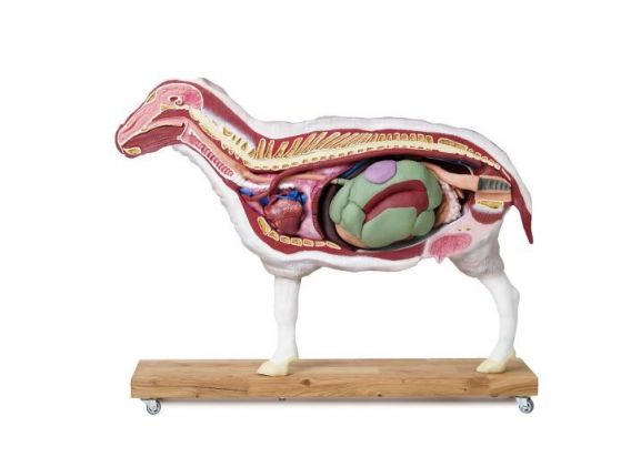 https://jayakelana.id.202-10-43-6.cpanel.site/uploads/product/-vet3310-sheep-model-12-22012f0d10f7fd4_cover.jpg