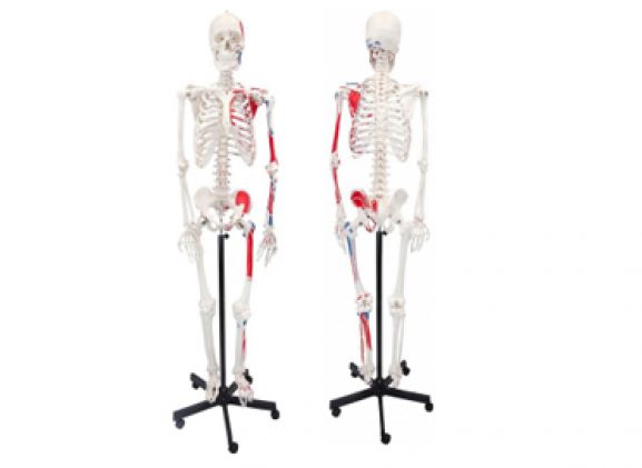 https://jayakelana.id.202-10-43-6.cpanel.site/uploads/product/axis-scientific-paintedhuman-skeleton-211785d9da695be_cover.png