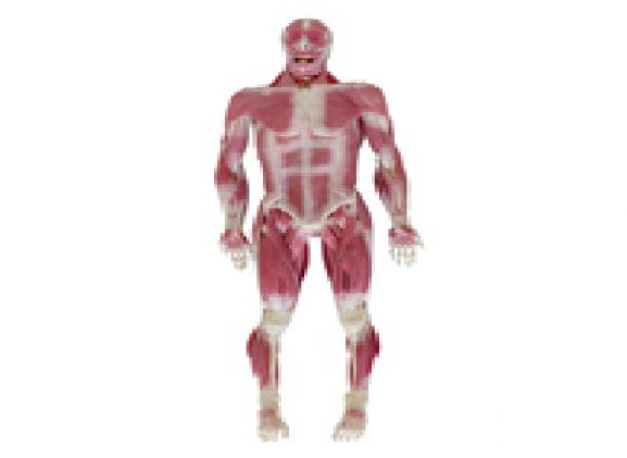 https://jayakelana.id.202-10-43-6.cpanel.site/uploads/product/model-musculoskeletal-syndaver-pria-67587f8e5b76cf9_cover.png