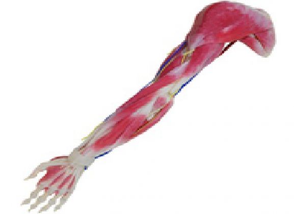 https://jayakelana.id.202-10-43-6.cpanel.site/uploads/product/syntissue-arm-right-102350--296272e89ec70f6_cover.png